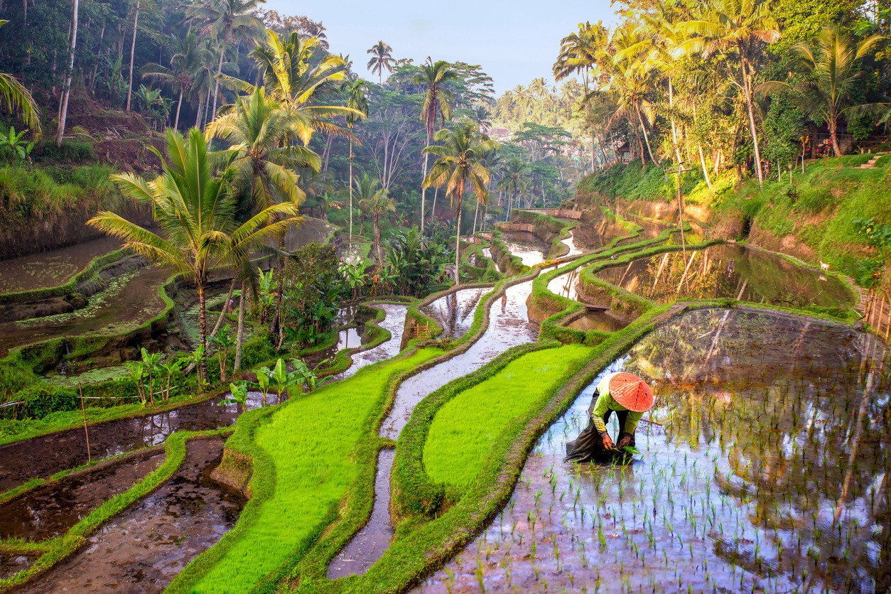 Wake up in Bali!