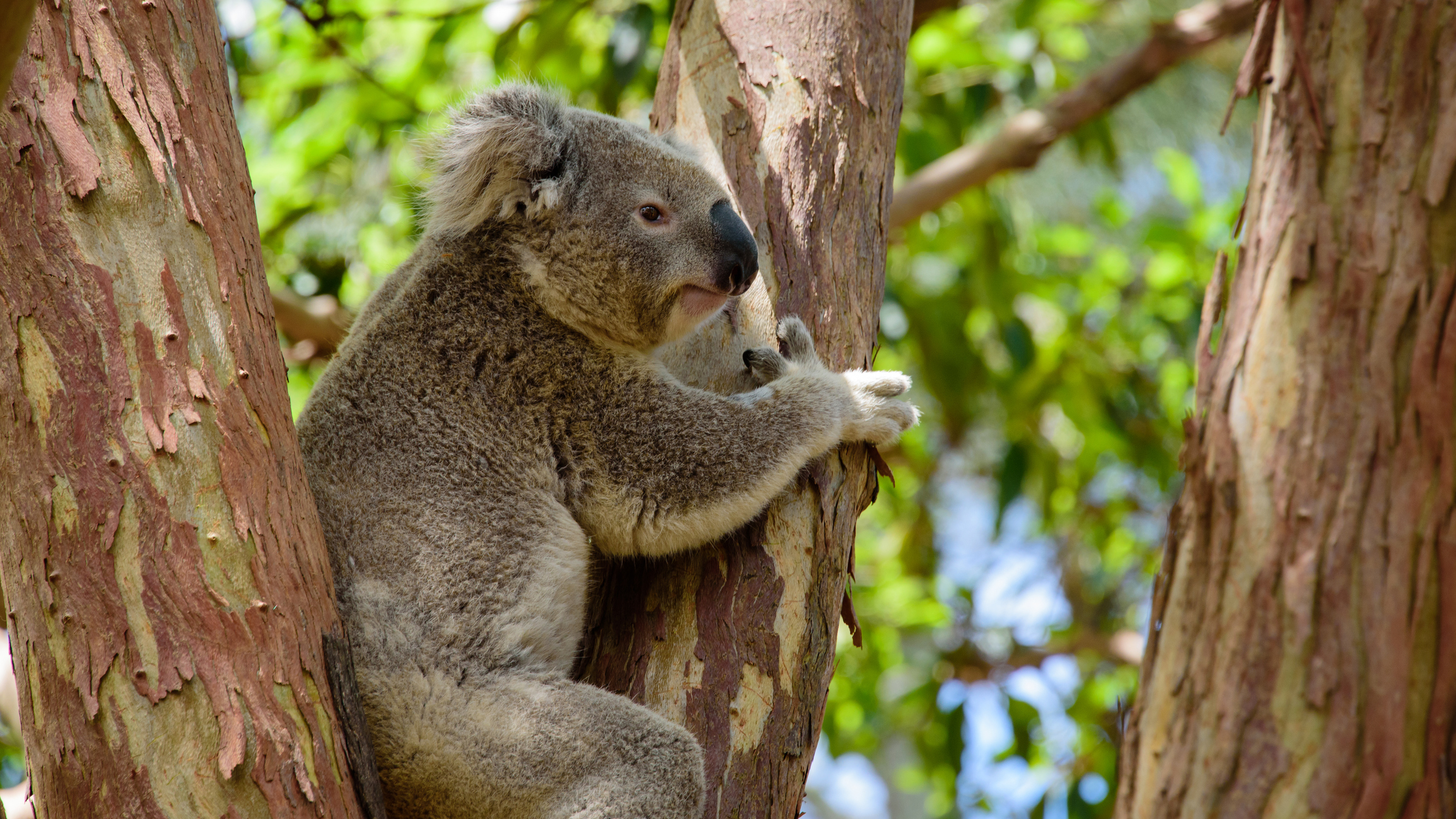 Grande découverte de l'Australie