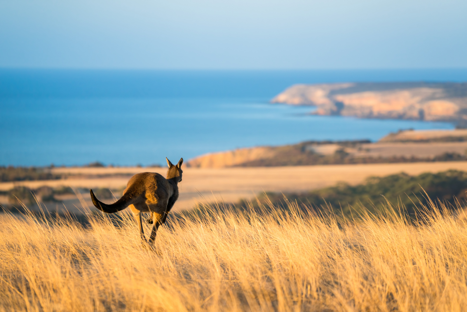 Grande découverte de l'Australie