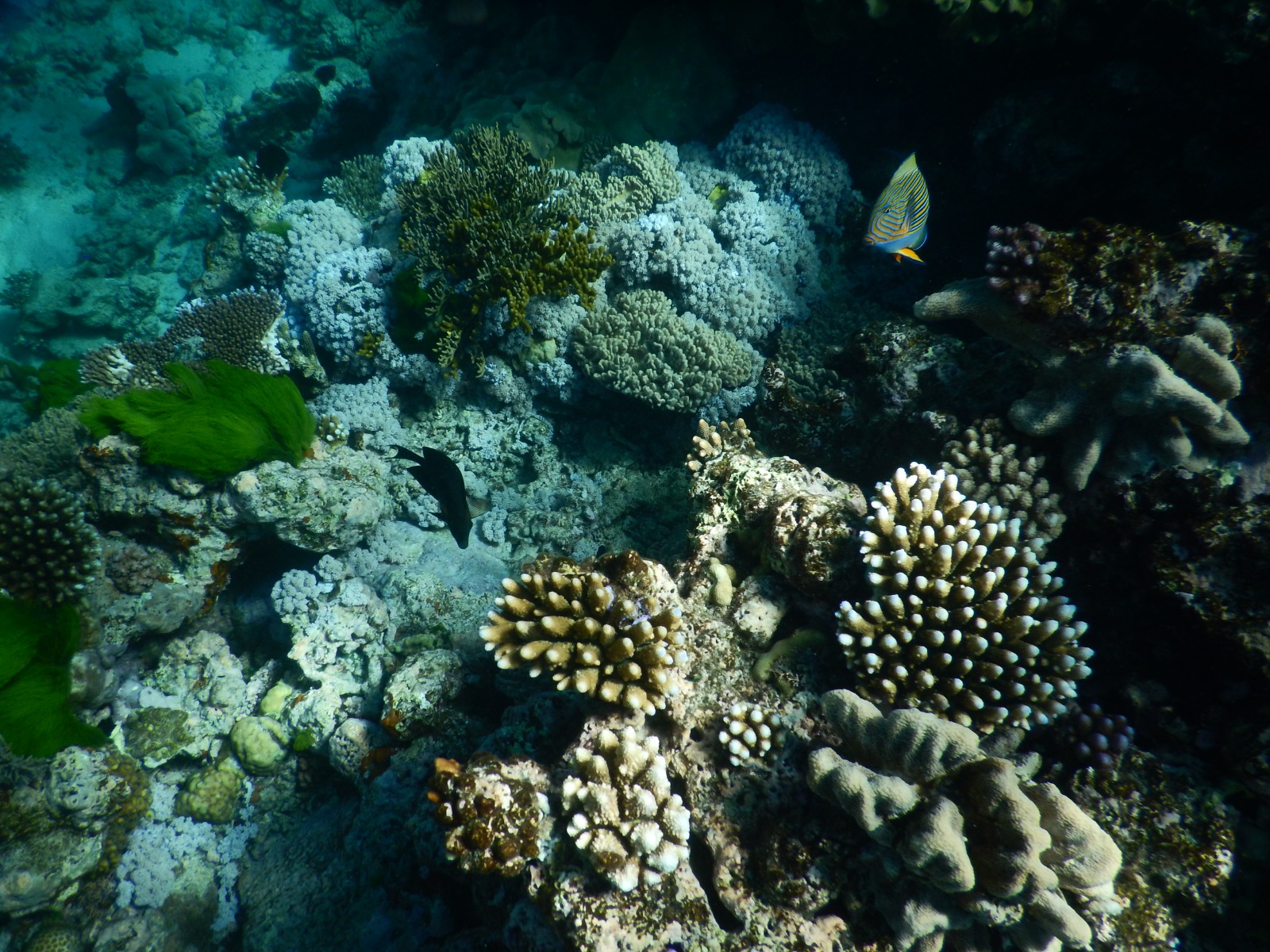 Grande découverte de l'Australie