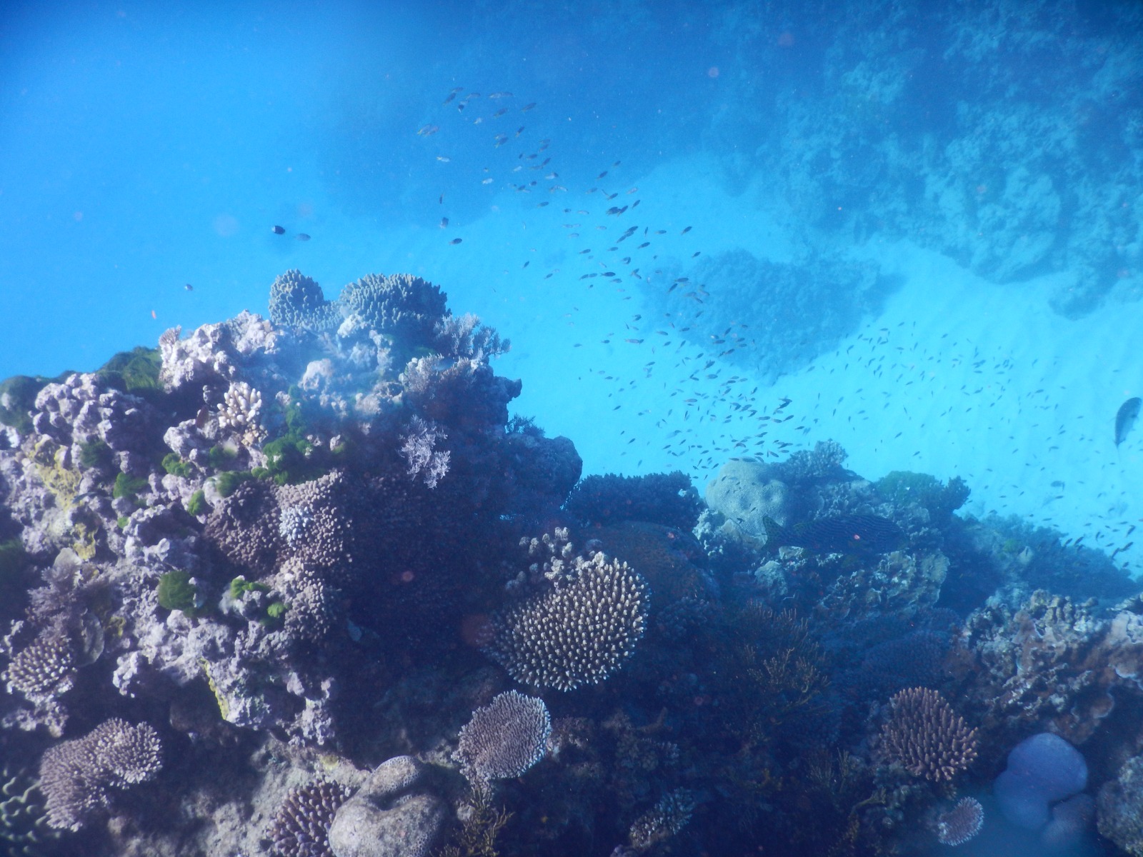 Grande découverte de l'Australie