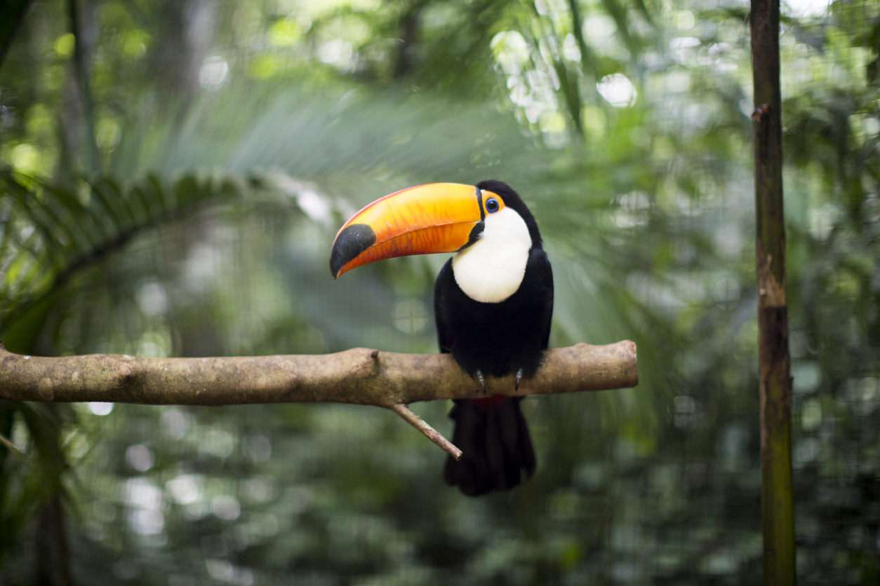Costa Rica Escape