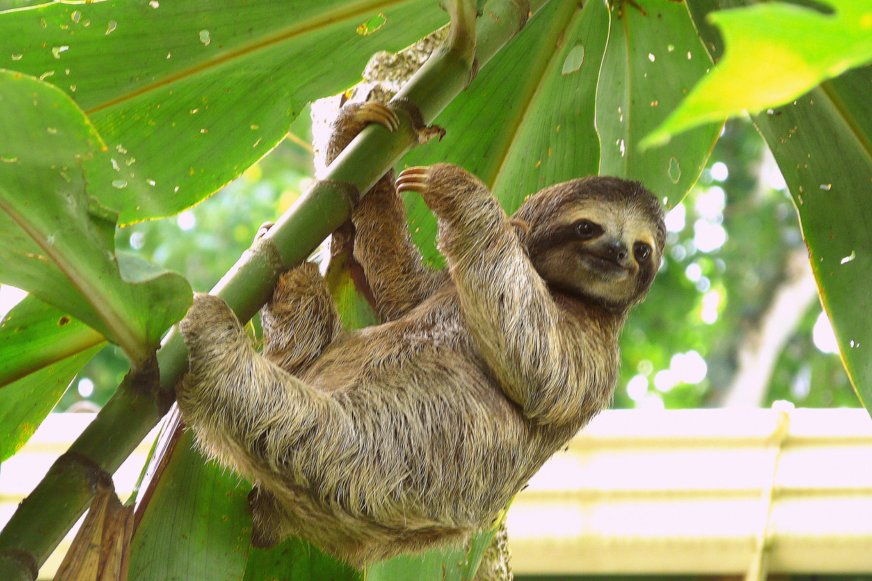 Costa Rica Escape