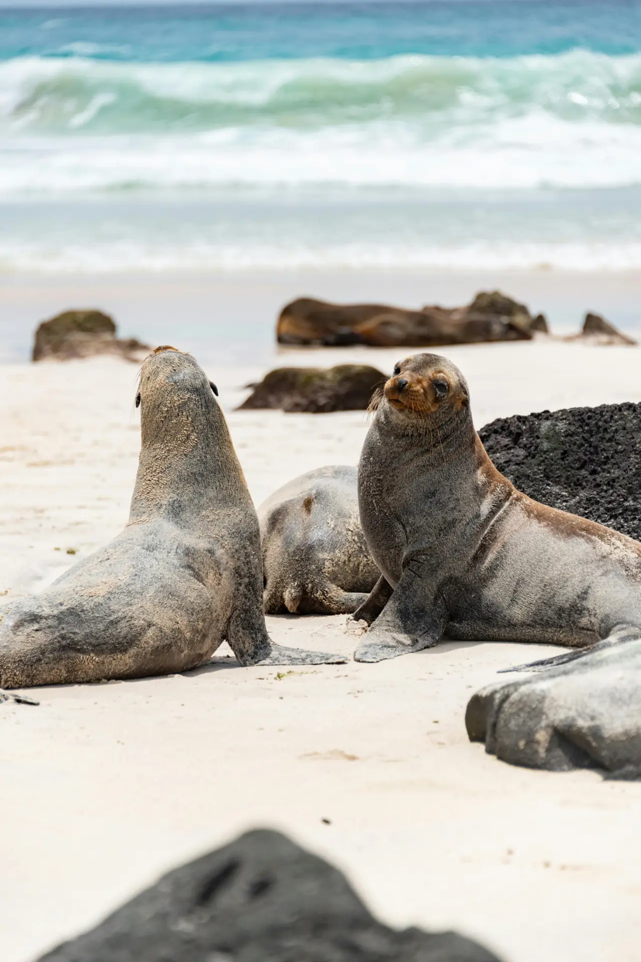 Pérou, Équateur & Galapagos
