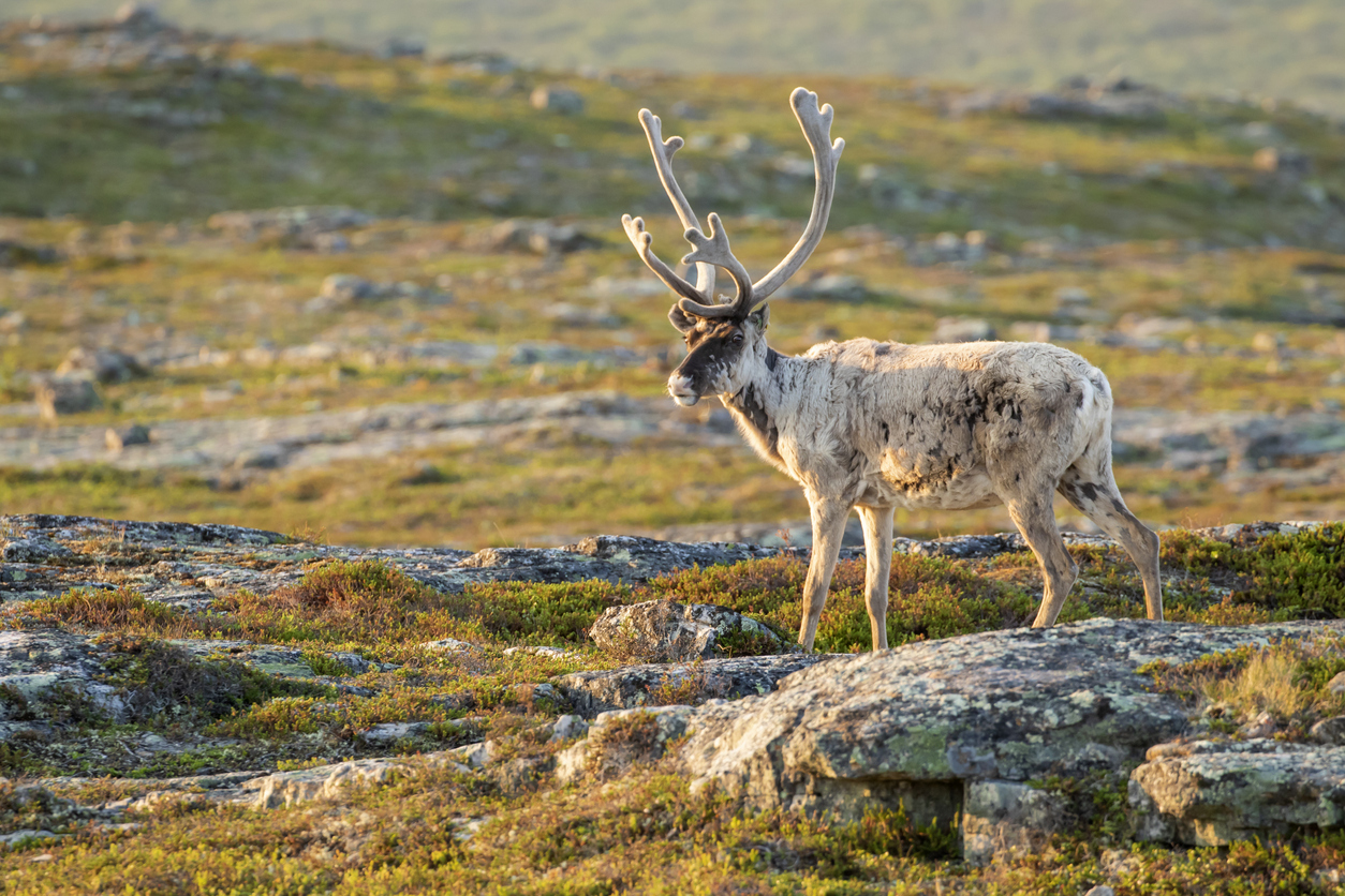 Grande découverte de la Scandinavie