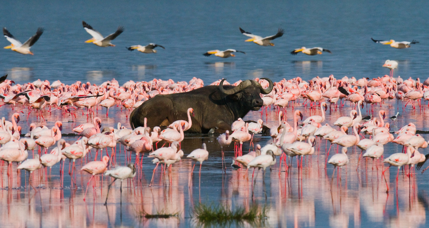 Ultimate Kenya Safari!