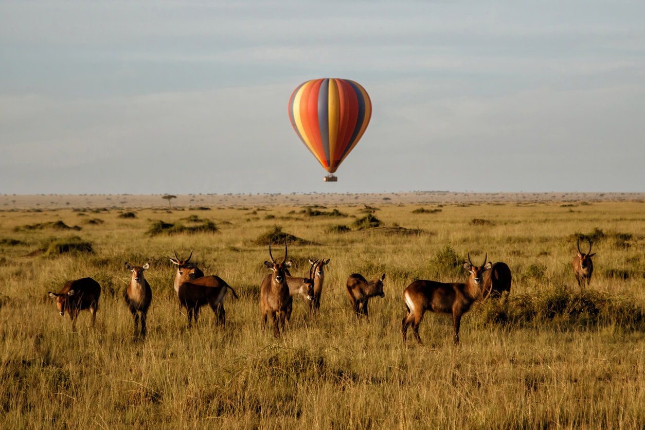 Safari de rêve au Kenya!