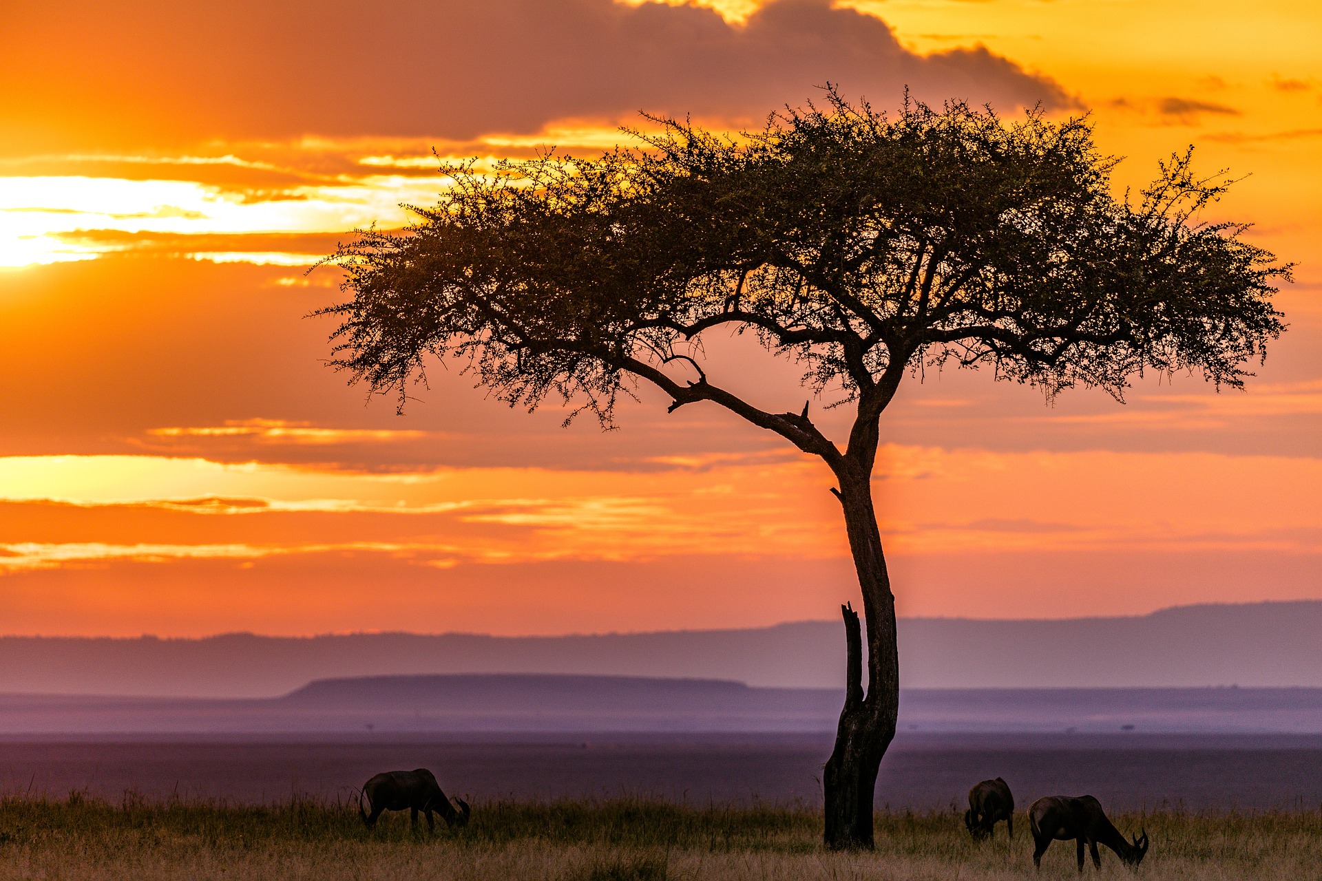 Ultimate Kenya Safari!