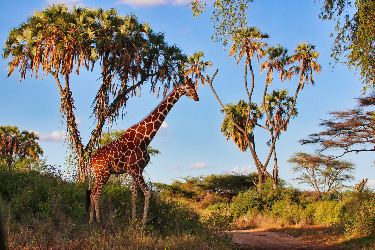 Ultimate Kenya Safari!