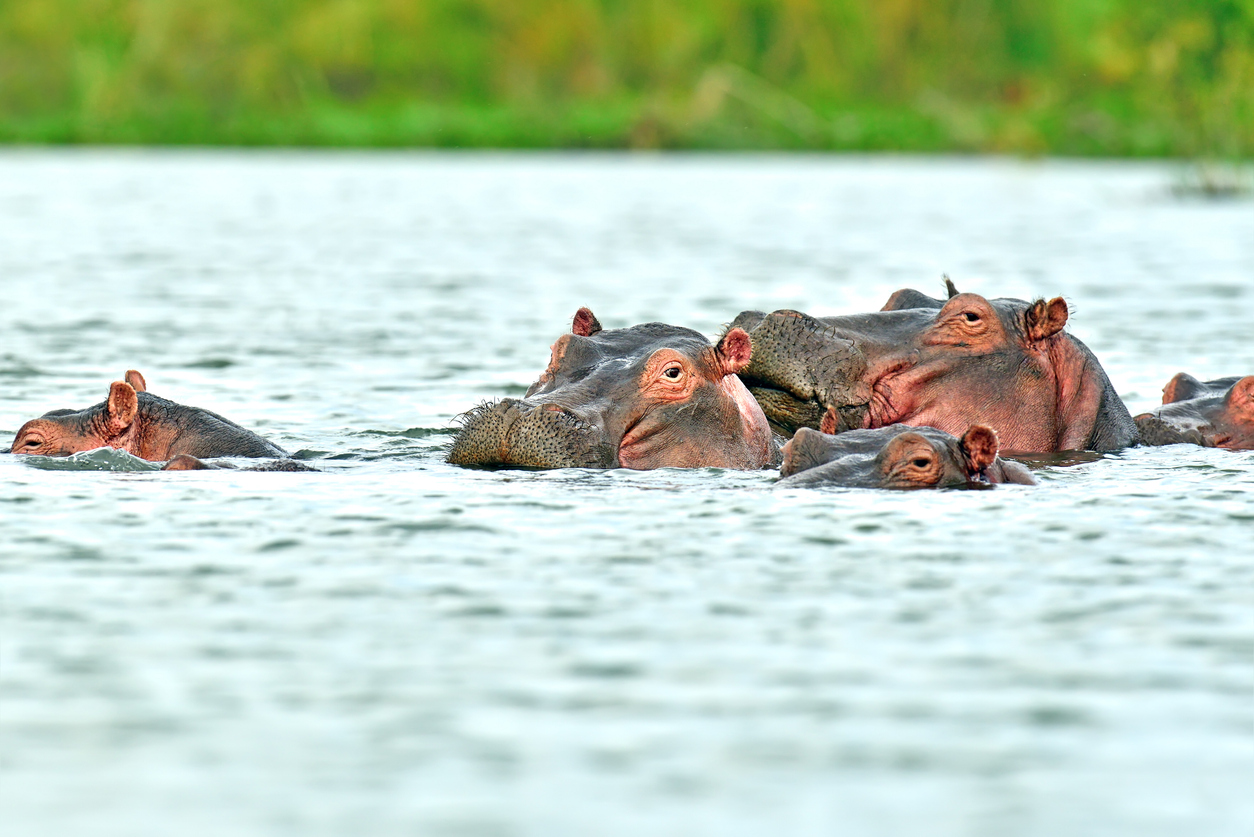 Ultimate Kenya Safari!