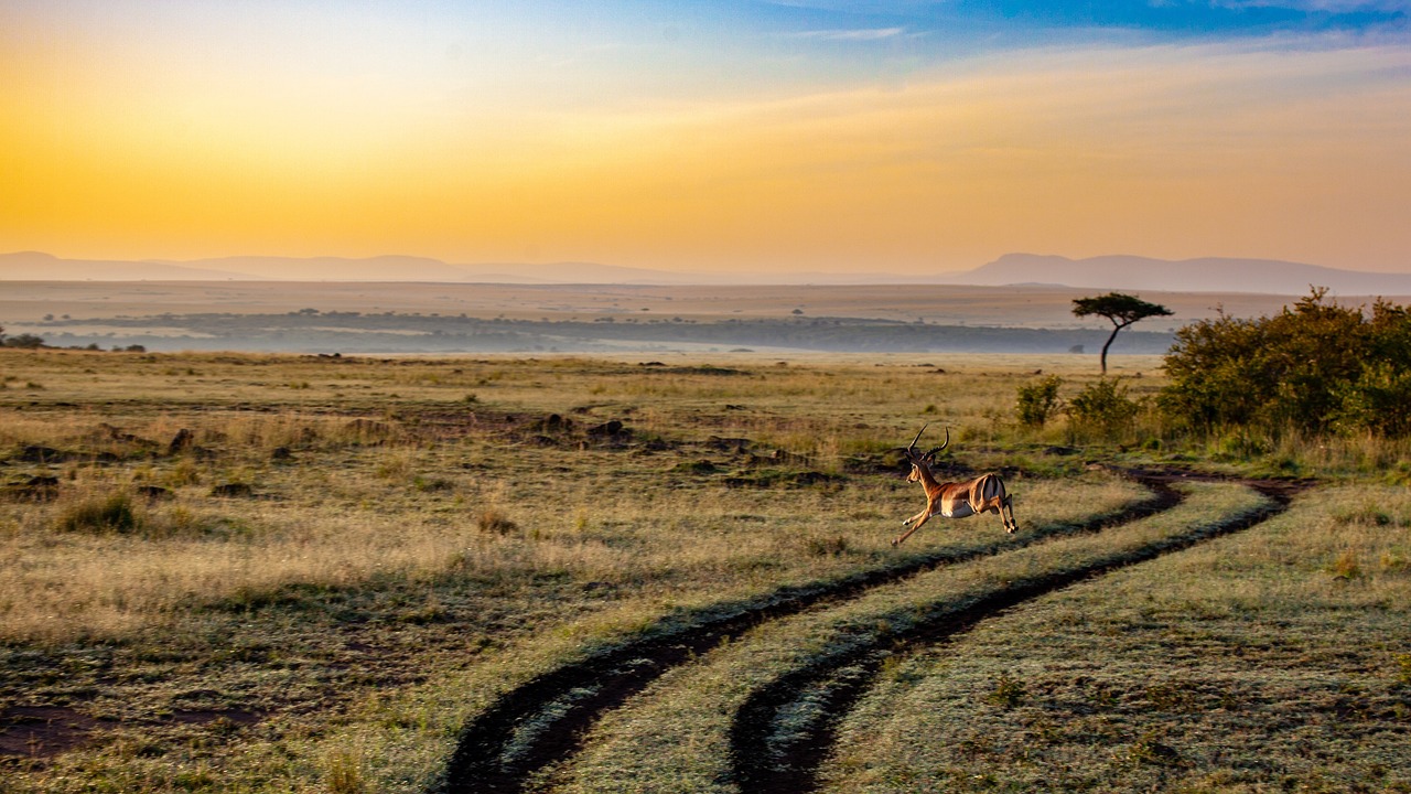 Ultimate Kenya Safari!