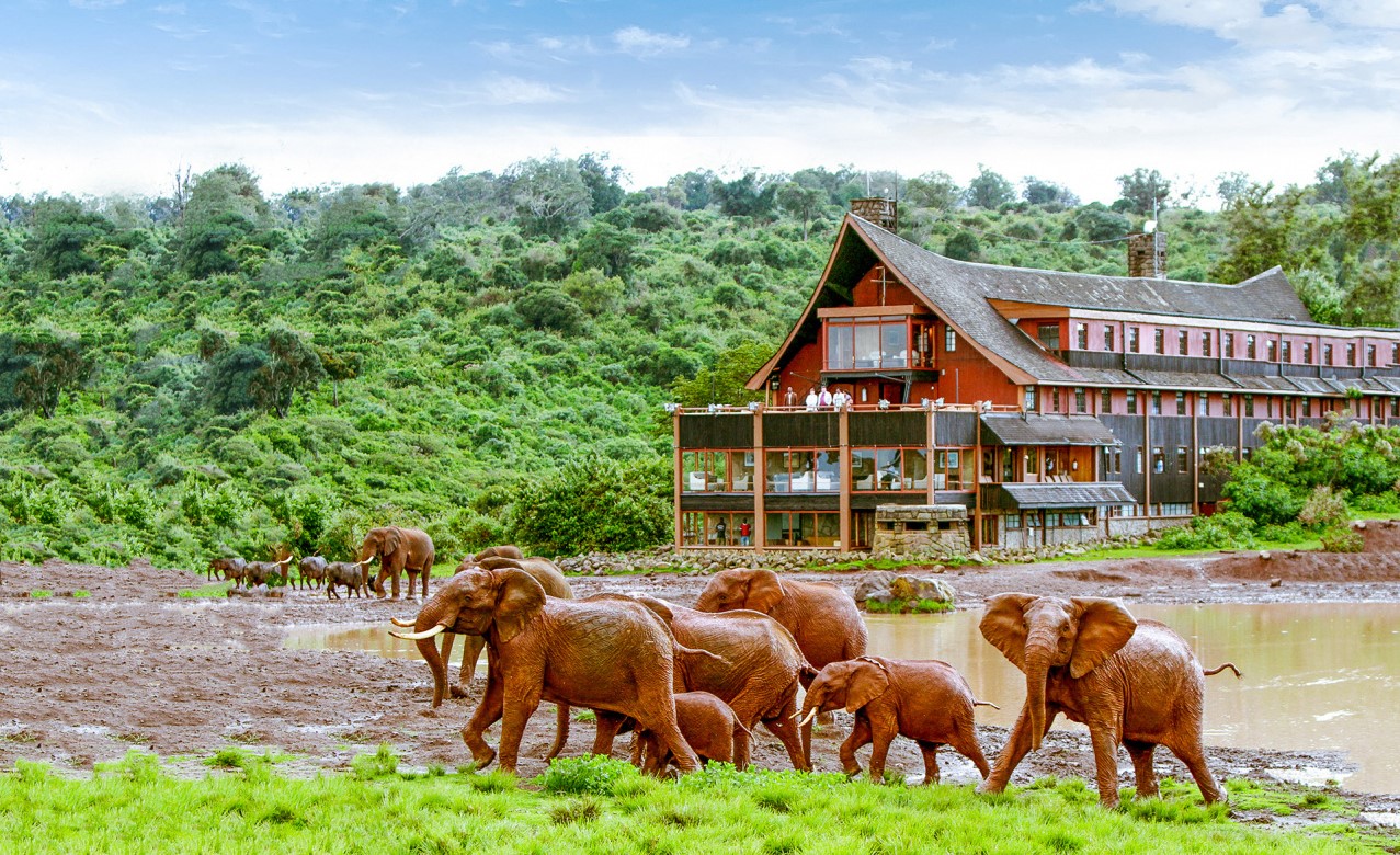 Safari de rêve au Kenya!