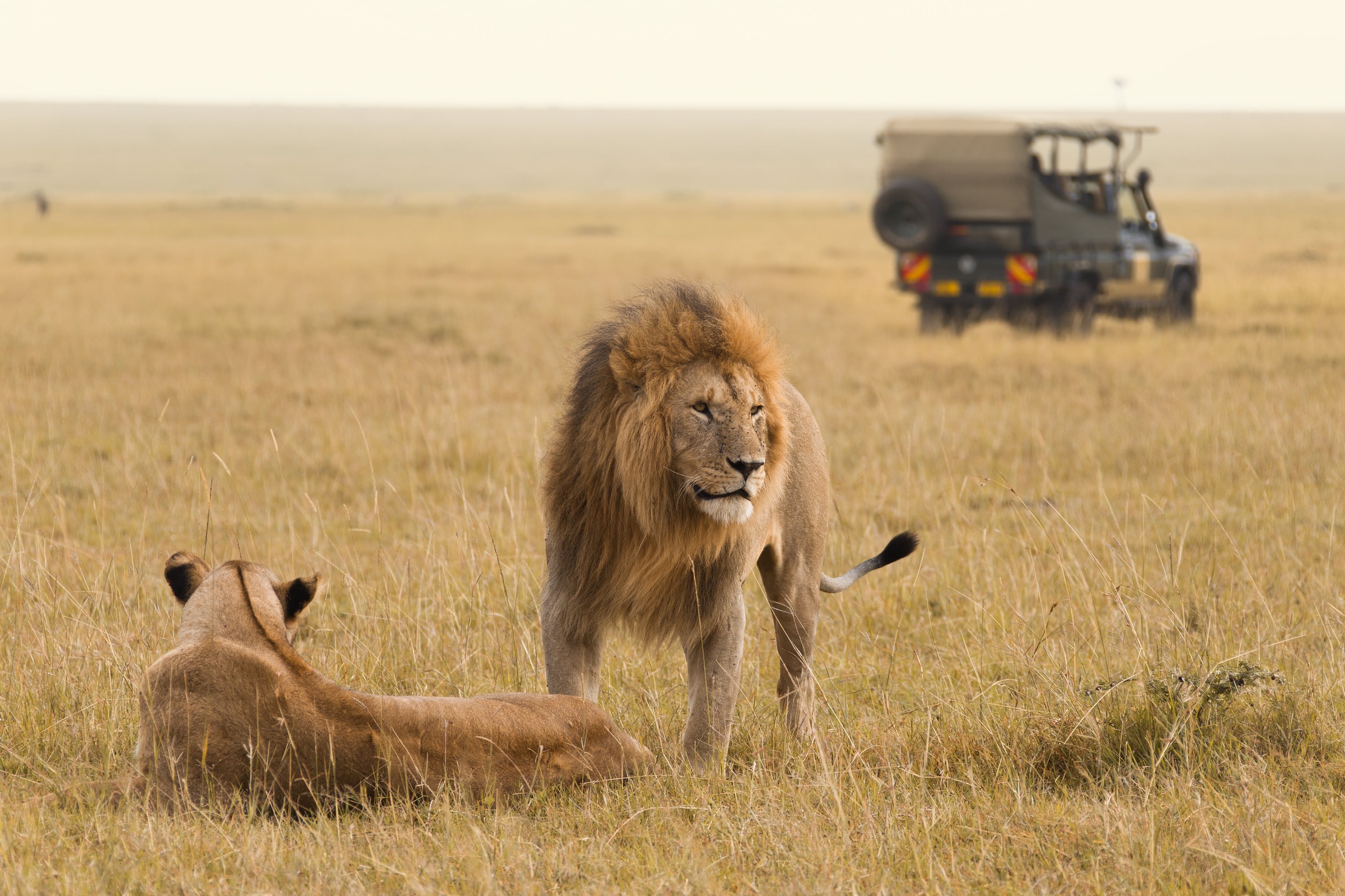 Ultimate Kenya Safari!