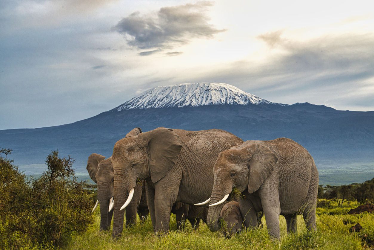 Ultimate Kenya Safari!