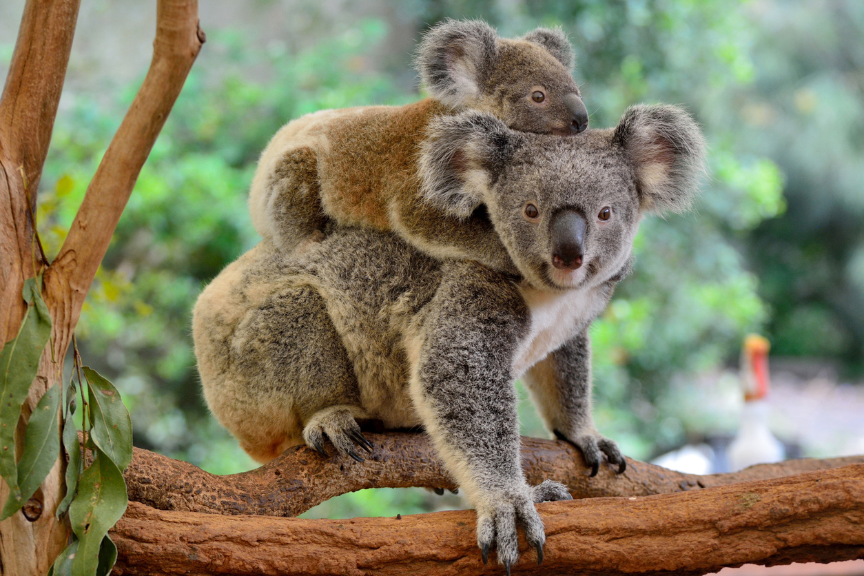 Highlights of Australia
