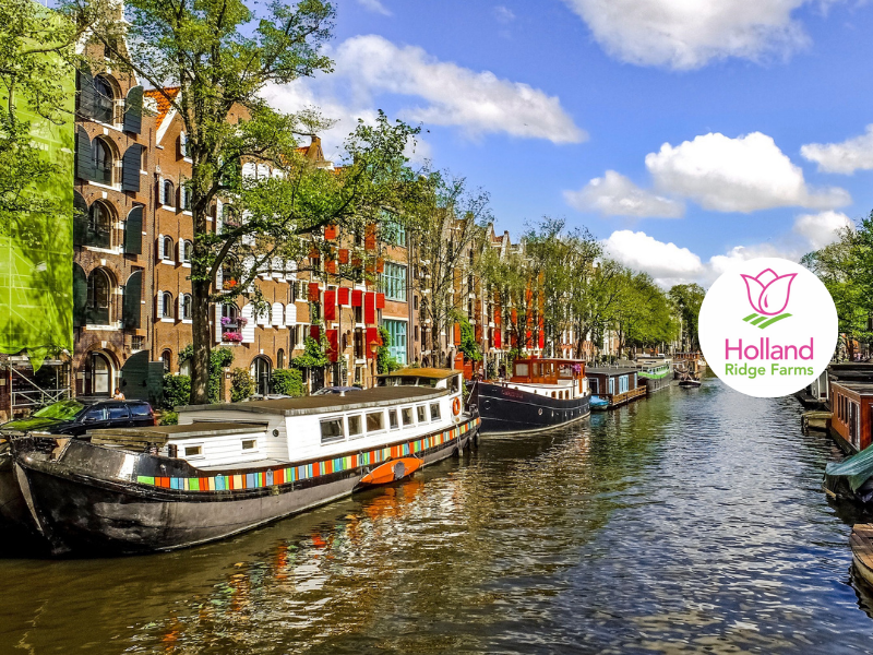 Holland and its Tulips