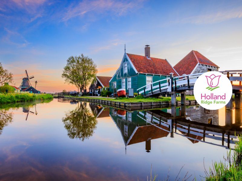 Holland and its Tulips