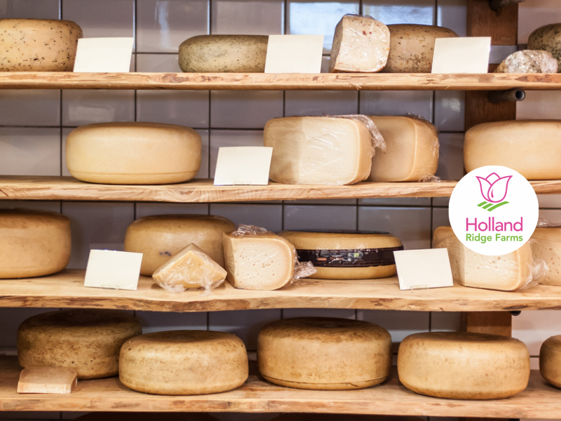 La Hollande et ses tulipes