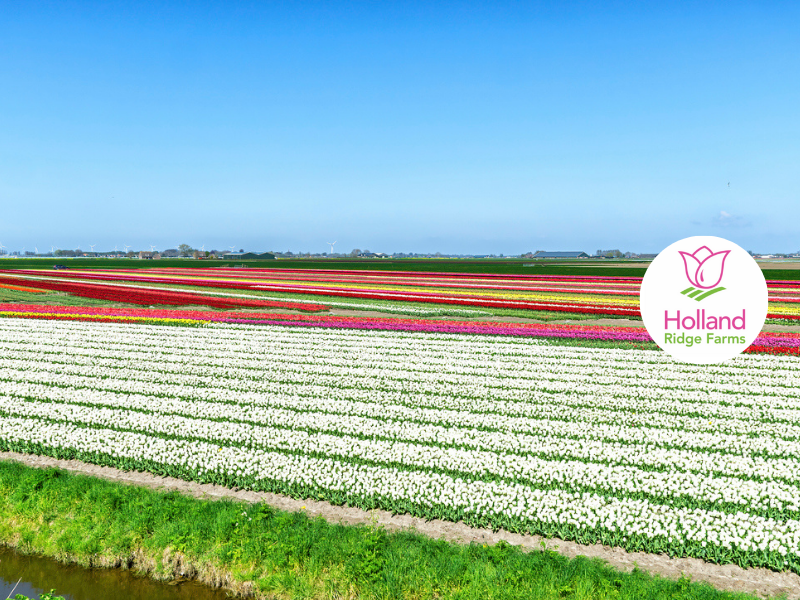 Holland and its Tulips