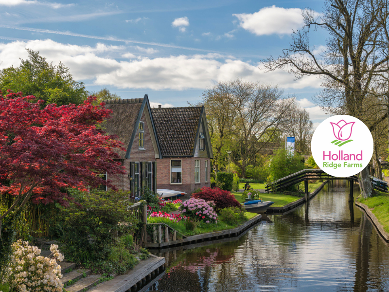 Holland and its Tulips