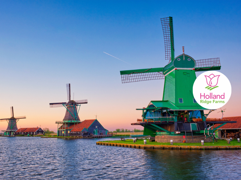 Holland and its Tulips