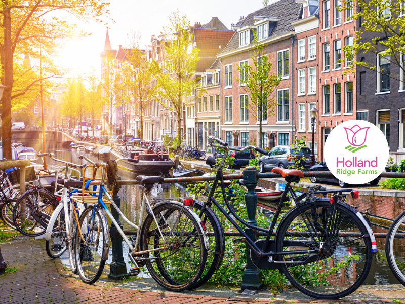 Holland and its Tulips