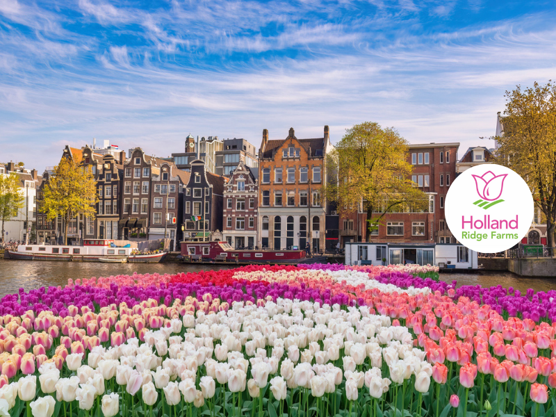 Holland and its Tulips