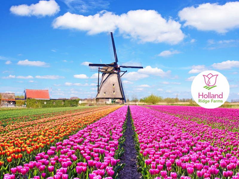 Holland and its Tulips