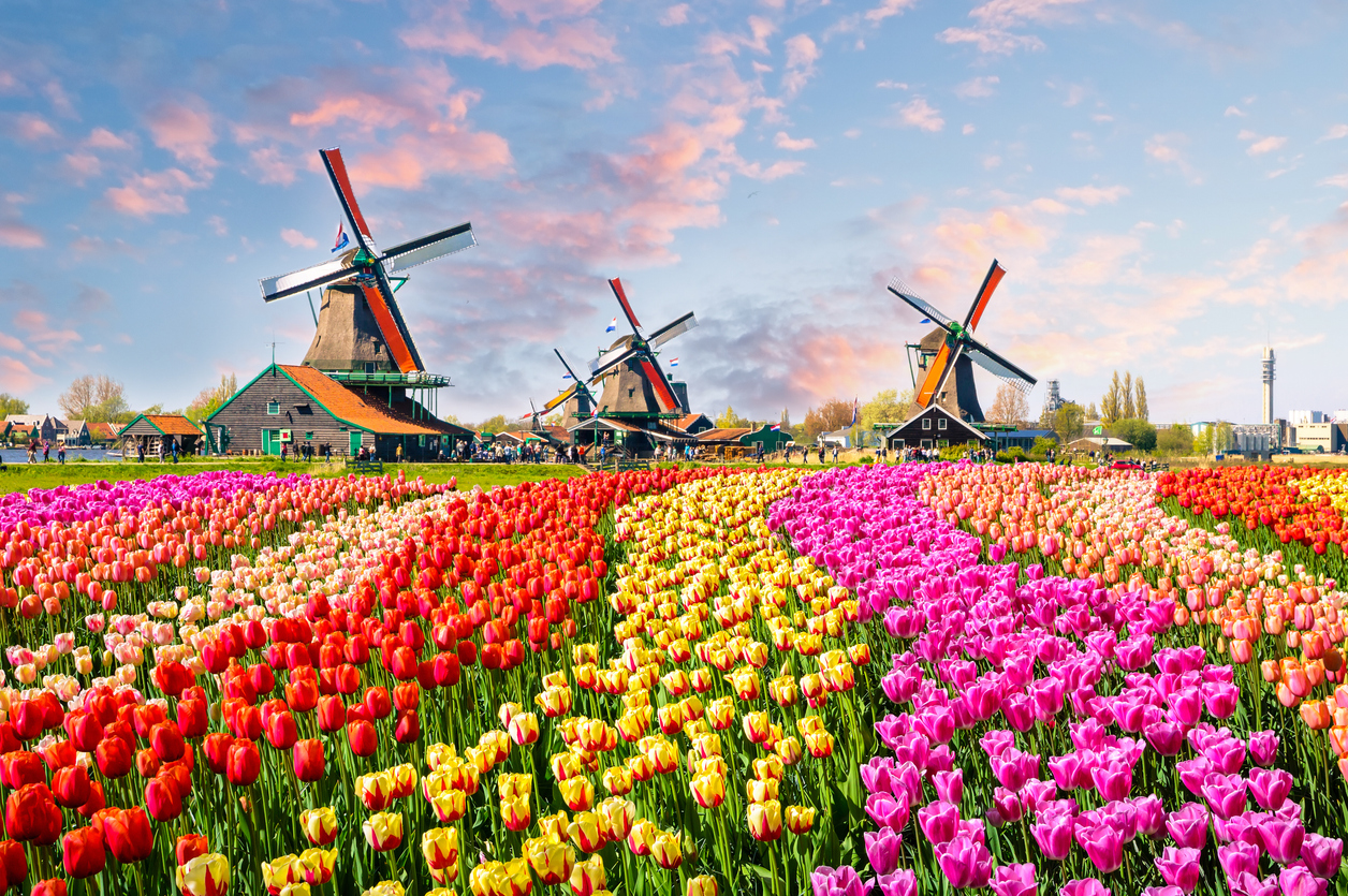 Holland and its Tulips
