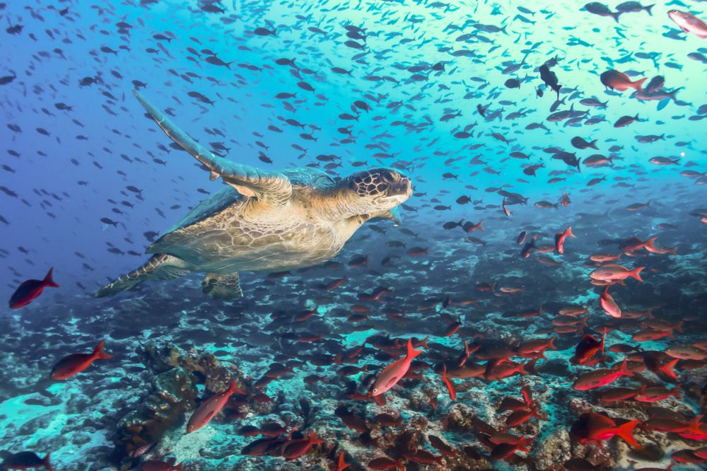 Ecuador, Galapagos & Peru