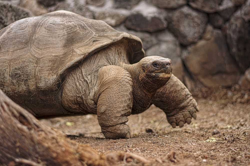 Ecuador, Galapagos & Peru