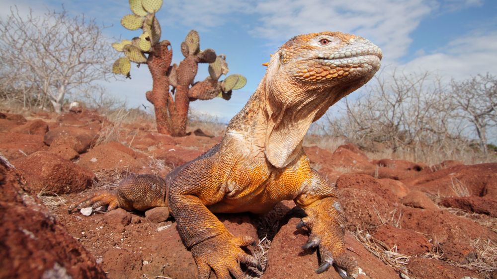Ecuador, Galapagos & Peru