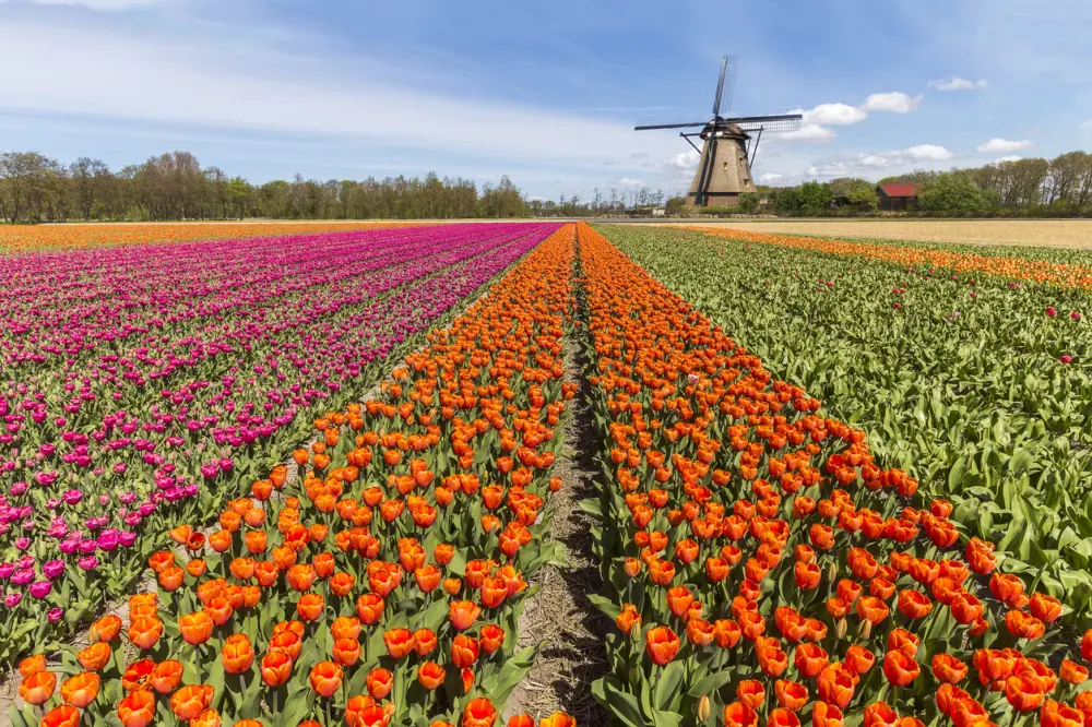 Holland and its Tulips 2026
