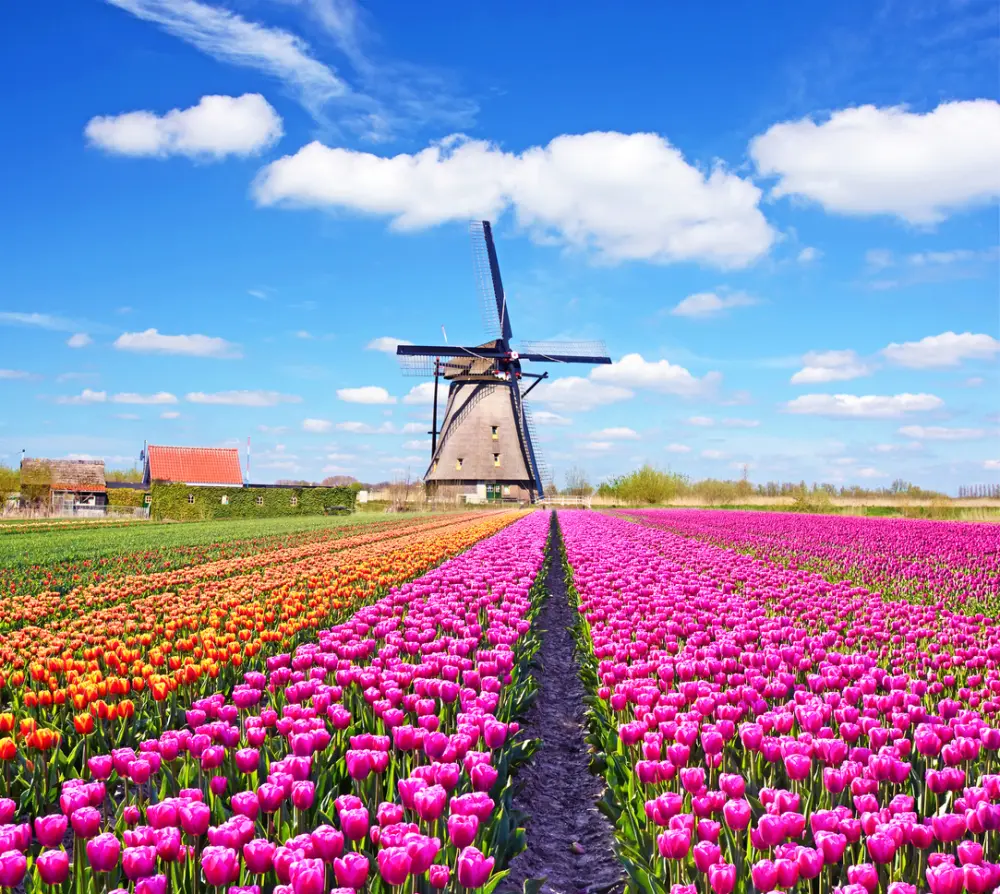 Holland and its Tulips 2026