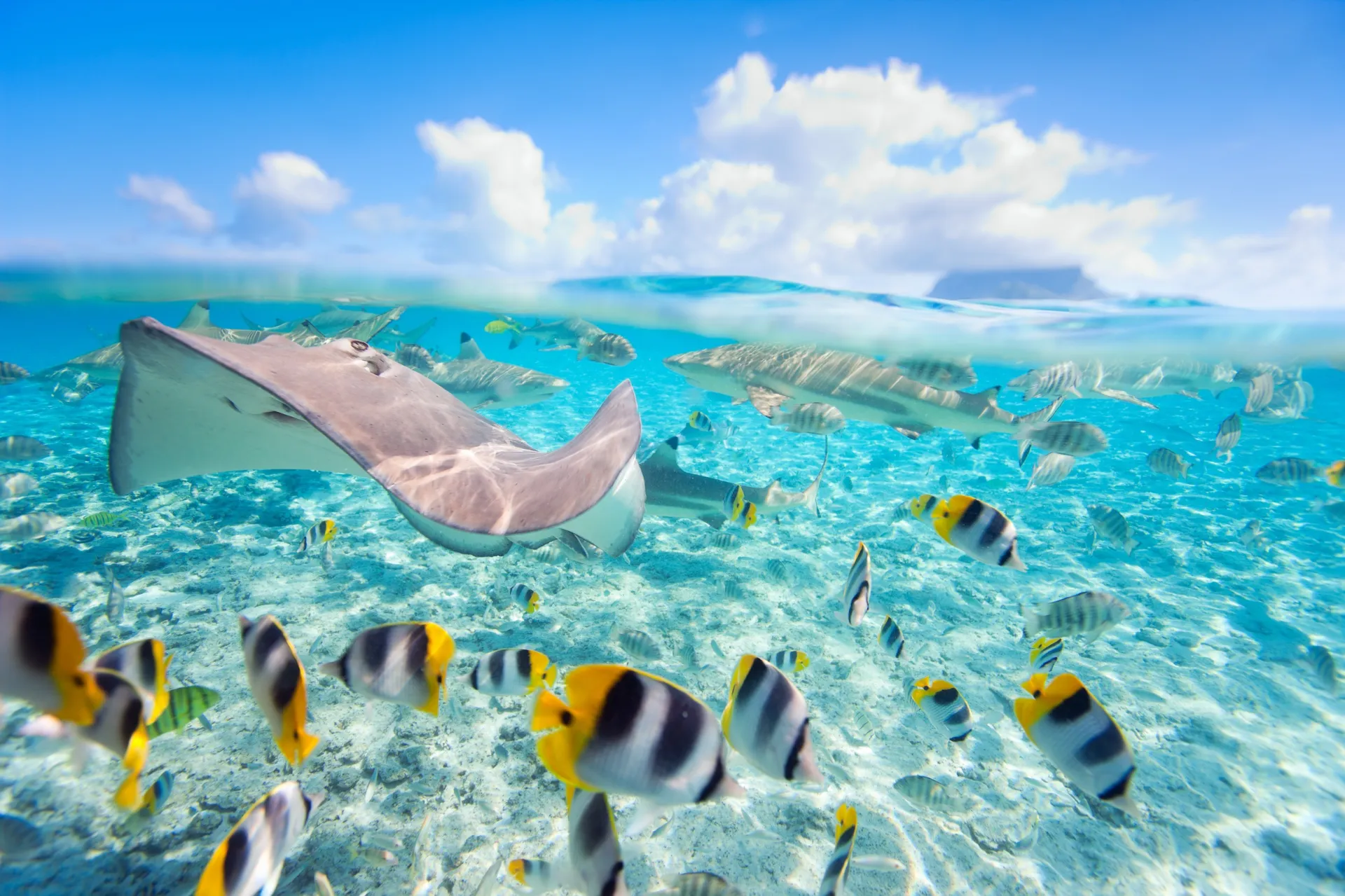 WingBuddy Hawaii to French Polynesia Cruise Package