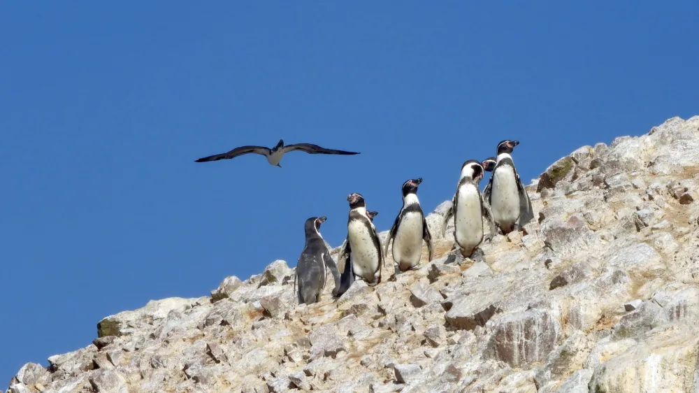 From Machu Picchu to Peruvian Desert