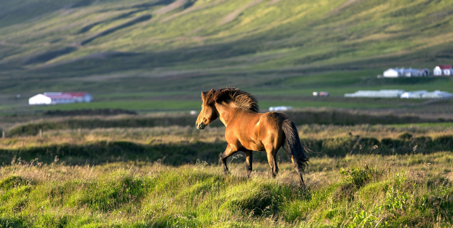 Iceland Summer Adventure