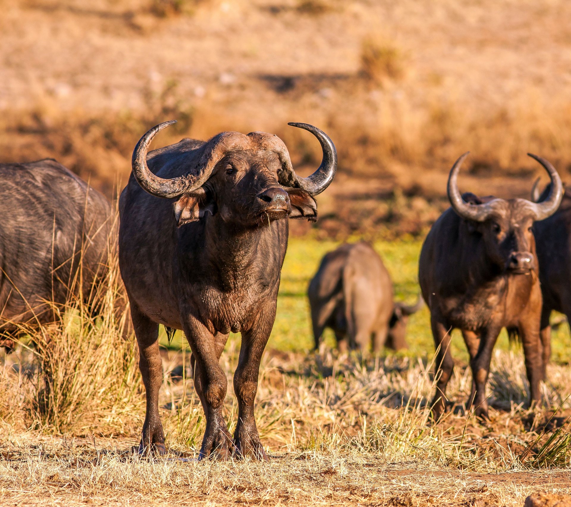 Magnificent South Africa