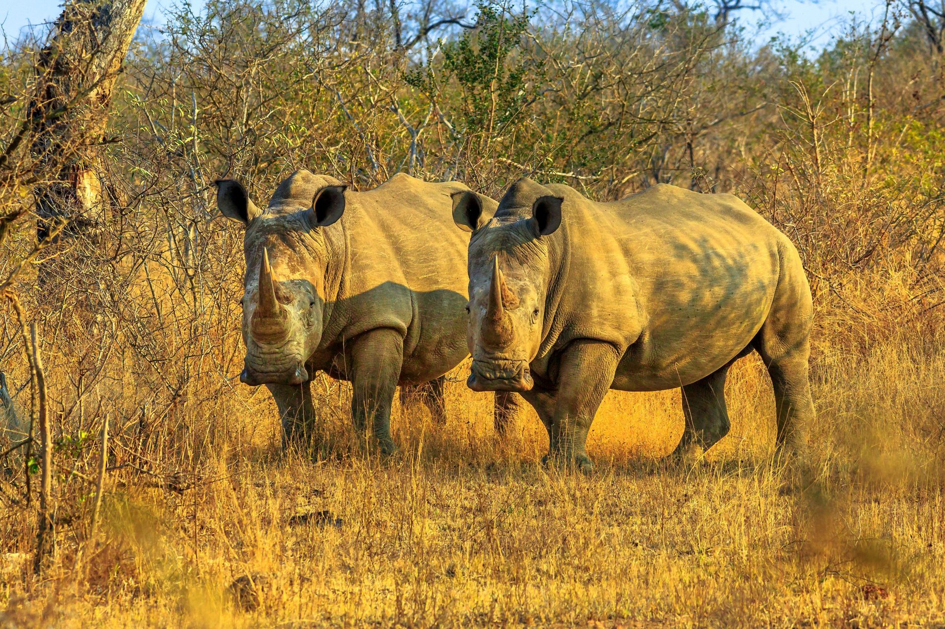 Magnificent South Africa