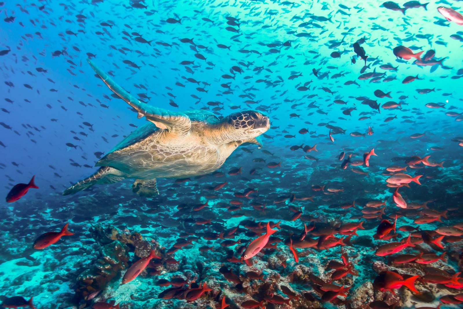 Ecuador & Galapagos Islands