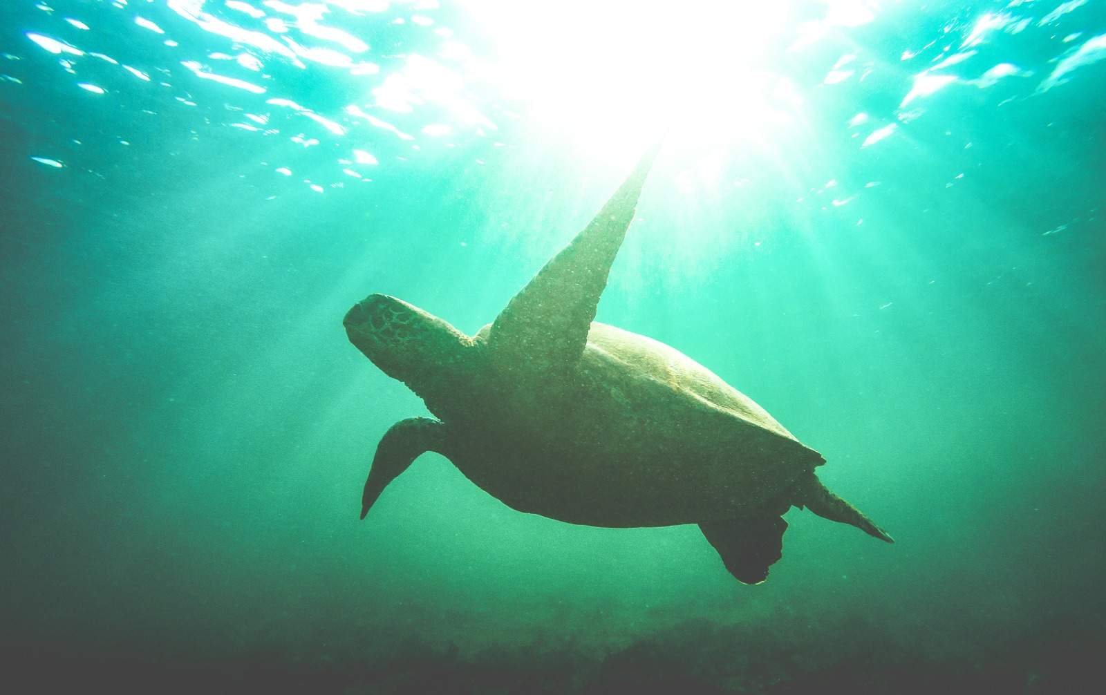 Ecuador & Galapagos Islands